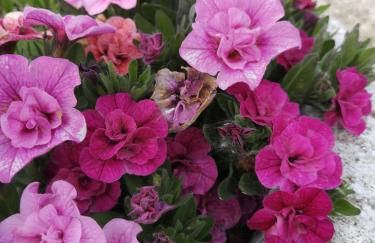 Agriturismo Nuvolino - Foto 39