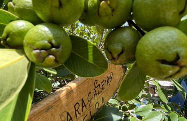 Tropical House - Foto 38