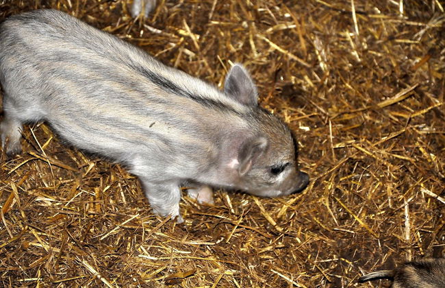 Agriturismo Sa Tanca - Photo 9