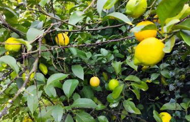 Casa do Alto (top floor apartment) - Foto 54