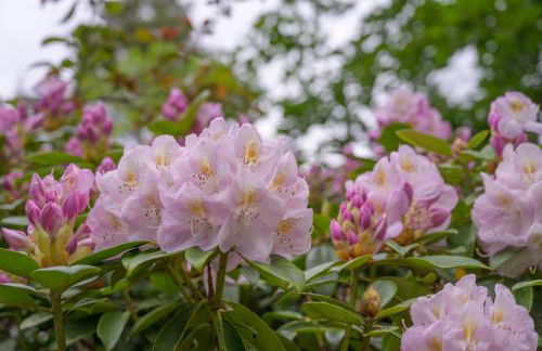 Haven Retreat Scotland - Large 4 Bed House with Woodland garden, Aboyne ,Royal Deeside - Photo 30