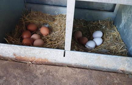 Casa Rural Madre del Agua. Finca El Robledillo - Foto 60