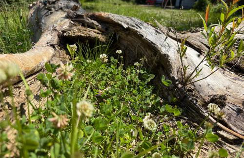 Sowia Enklawa - Foto 42