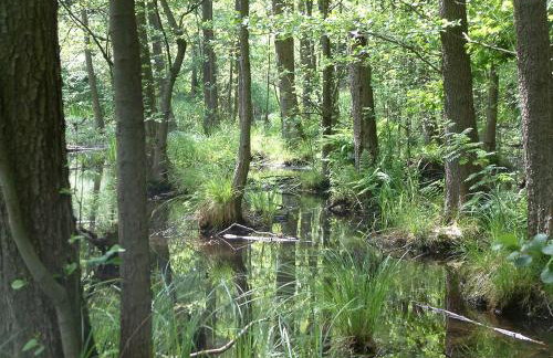 Senfmühle Lubast - Photo 8