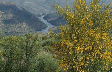Casa do Rossio - Foto 7