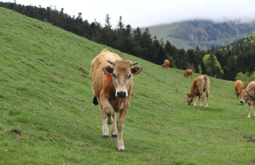 Appartement Lac de Payolle - Foto 19