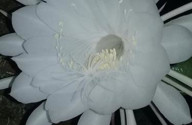 Mansão Adonai nas Cachoeiras de Penedo - Photo 15