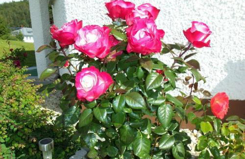 Holiday Apartment Schupp - Foto 67