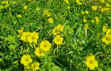 Mesavlia Traditional Stone House - Photo 44