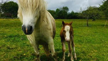 Chambre studio au Bord de la Piscine chauffée et privée pour vous le soir ! - Photo 3