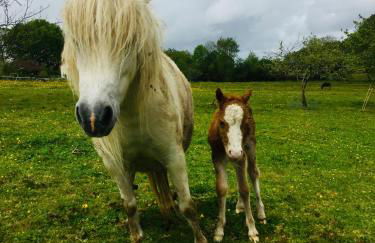 Chambre studio au Bord de la Piscine chauffée et privée pour vous le soir ! - Photo 3