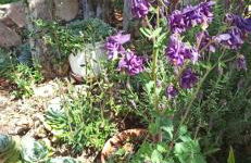 Refúgio dos Sapinhos - Photo 29