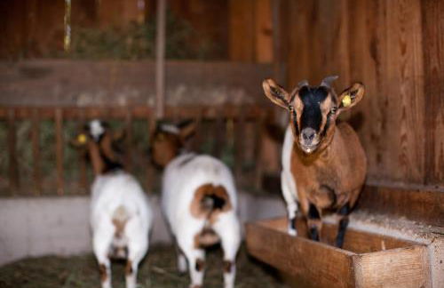 Appartements Kirchtalhof - Photo 43