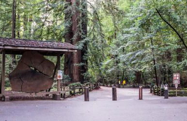 Redwood Nook - 8 min walk to redwood state park - Foto 18