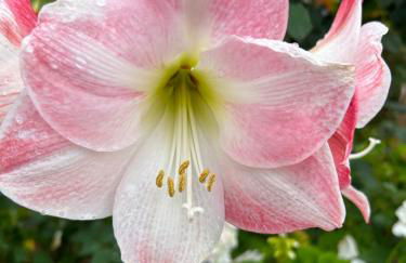 Tropical Garden - Photo 18