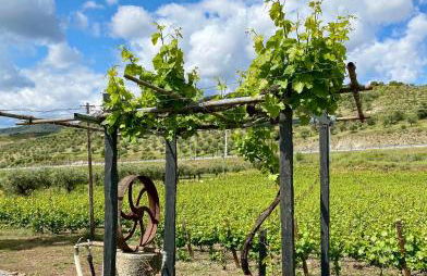 Quinta do Chao D'Ordem - Foto 15