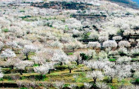 La Lancha del Jerte - Foto 19