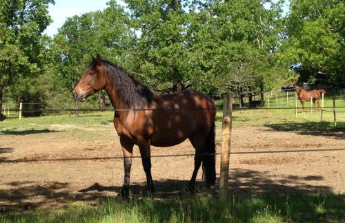 La Vayssade - Grand Gîte de charme - 14 pers - Piscine & Jacuzzi - Photo 60