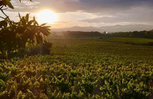 Masía entre viñedos y mar - Foto 49