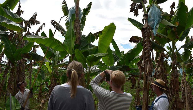 Visitando los cultivos plataneros