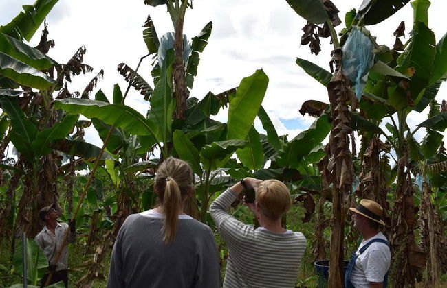 Pereira Excursion + Banana Farm Visit - Foto 4