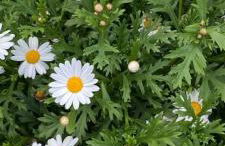 Da Ange e Bru - Foto 42