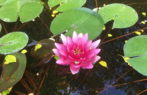 Ecolodge Au fil de l'eau, avec piscine intérieure et parc arboré - Foto 19