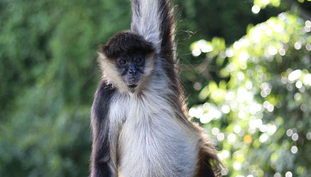 Isla de los monos en Catemaco