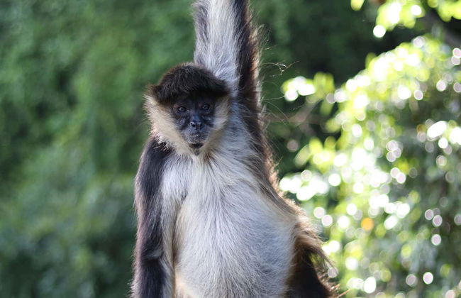 Excursion à Los Tuxtlas et Catemaco - Photo 4
