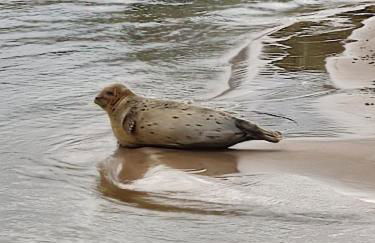 Ferienwohnung an der Elbe - Foto 7