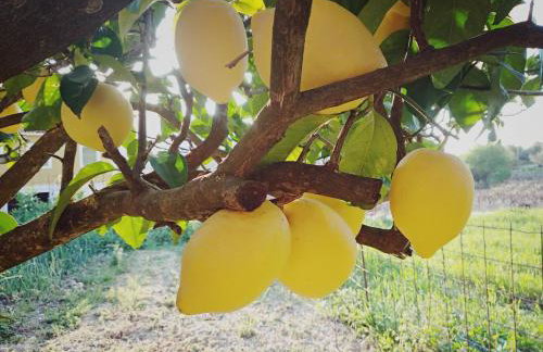 Cephalonian Countryside Villa - Foto 60