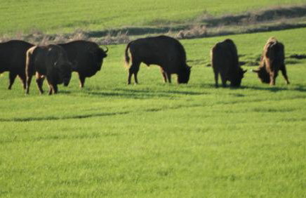 Domek Kutowa - Foto 30