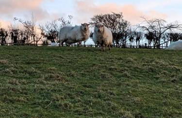 The Pod Fabulous glamping pod near Snowdonia. - Photo 20