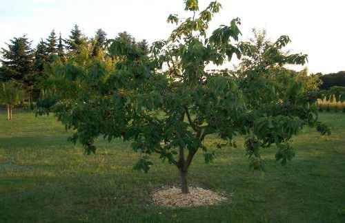 Room-haus Im Grünen House in the Green - Foto 12