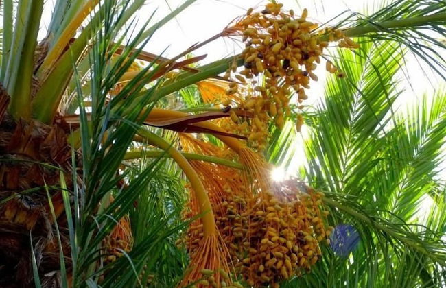 La Joya del Valle de Ricote - Photo 42