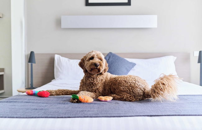 Abode Narrabundah - Foto 16