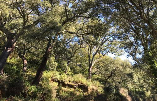 La Apañaora - Foto 36