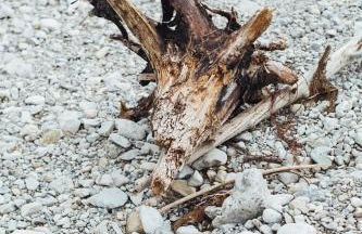 Wildgrün Mini Lodge 2 - Foto 11