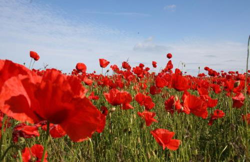 Idyllic Apartment in Bastorf With Balcony - Foto 56