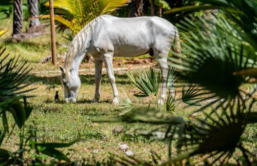 Refugios Parajuru - Casa Inge - Photo 64