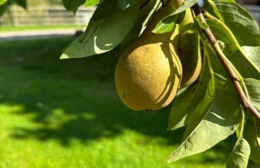 The annex on our farm - Foto 21