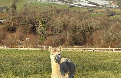 Deer Cabin-hot tub-dog friendly-mountain view - Foto 10