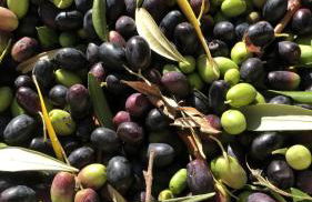 B&B Borgo San Antonio - Foto 60