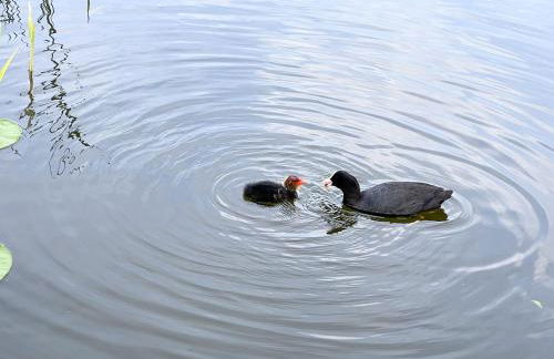 Hausboot JAWE auf der Kleinseenplatte - Foto 9
