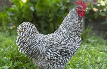 Hof Rabenstein Ostsee bei Kühlungsborn - Foto 35