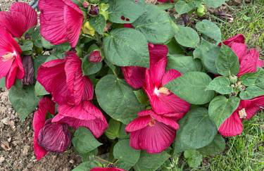 Aminas Ferienwohnung Bad Gandersheim - Foto 19