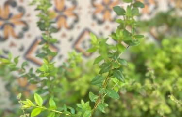 Hort de les Oronetes - Foto 26