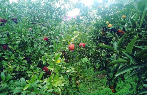 Green Garden House - Foto 21