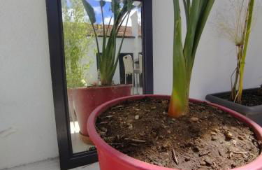 Gite espumante - Foto 10