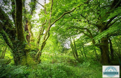 Puddleduck Valley - Dog Friendly - Foto 72